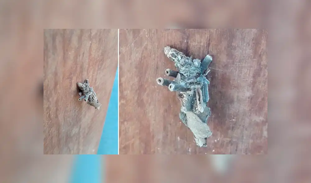 Desliza para ver la identidad de esta extraña criatura que sorprendió a todos en Facebook. Foto: Captura. Desliza para ver la identidad de esta extraña criatura que sorprendió a todos en Facebook. Foto: Captura.