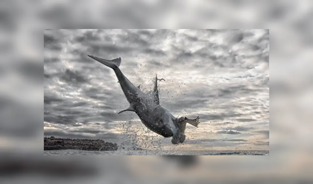 Desliza la imagen de Facebook para ver el asombroso salto. Foto: Chris Fallows Desliza la imagen de Facebook para ver el asombroso salto. Foto: Chris Fallows