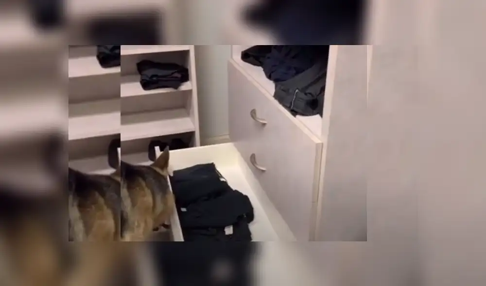 Video es viral en YouTube. Mujer grabó cómo su perro le ayuda a lavar y ordenar la ropa de algunos integrantes de la familia. Video es viral en YouTube. Mujer grabó cómo su perro le ayuda a lavar y ordenar la ropa de algunos integrantes de la familia.