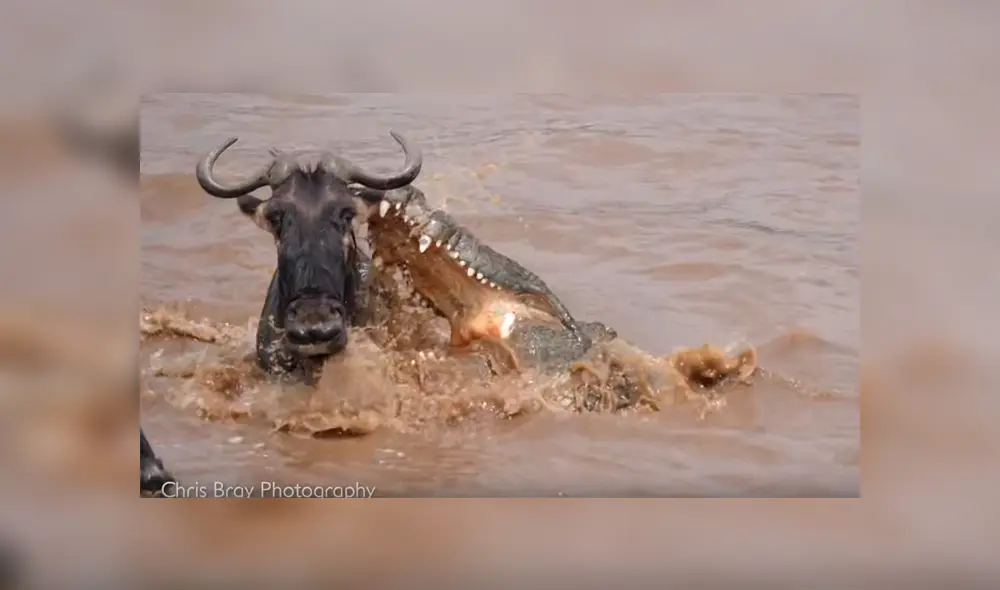 Video es viral en YouTube. Fotógrafo captó el inesperado final que obtuvo un distraído ñu, tras ser embestido por un enorme cocodrilo que emergió de las aguas para atacarlo Video es viral en YouTube. Fotógrafo captó el inesperado final que obtuvo un distraído ñu, tras ser embestido por un enorme cocodrilo que emergió de las aguas para atacarlo