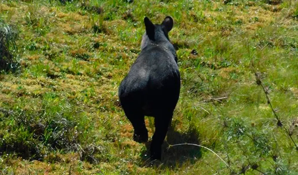 Tapir andino (Foto: Juan Ismael Pusma)
