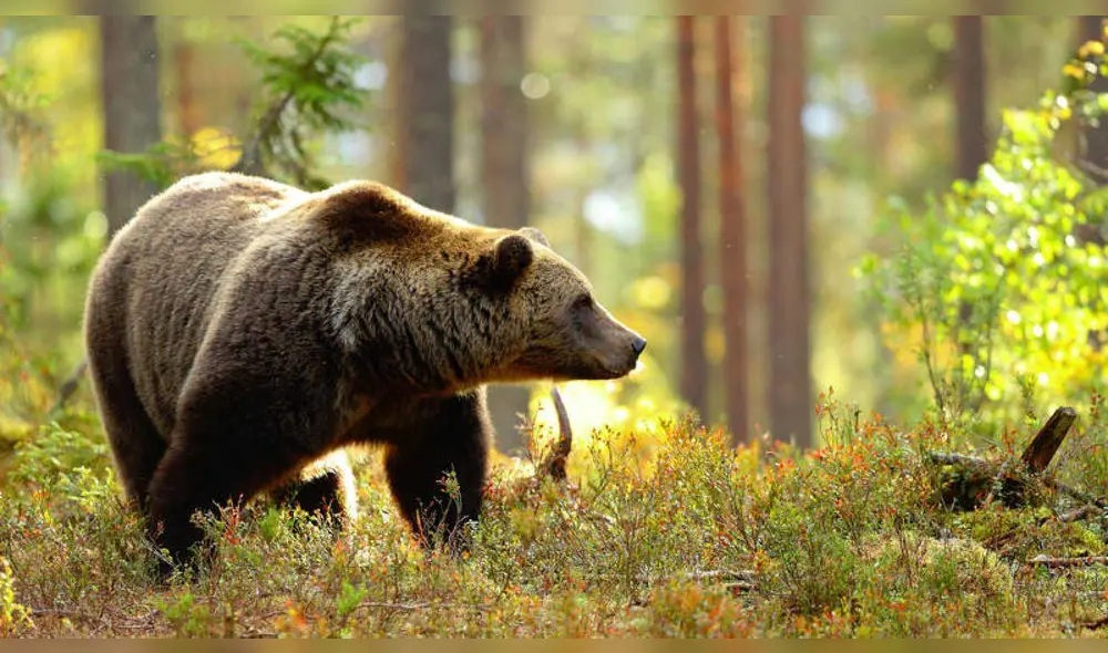 Tremendo e impactante es el video que muestra el momento en que un oso ataca a su domador, en un circo ruso. Foto: Difusión.