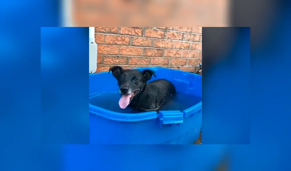 Facebook viral: mujer baña por primera vez a perro que rescató de la calle y este tiene curiosa reacción Facebook viral: mujer baña por primera vez a perro que rescató de la calle y este tiene curiosa reacción