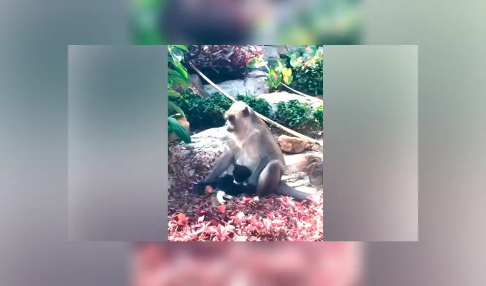 Desliza hacia la izquierda para ver el conmovedor encuentro de los animales. Escena viral de YouTube.