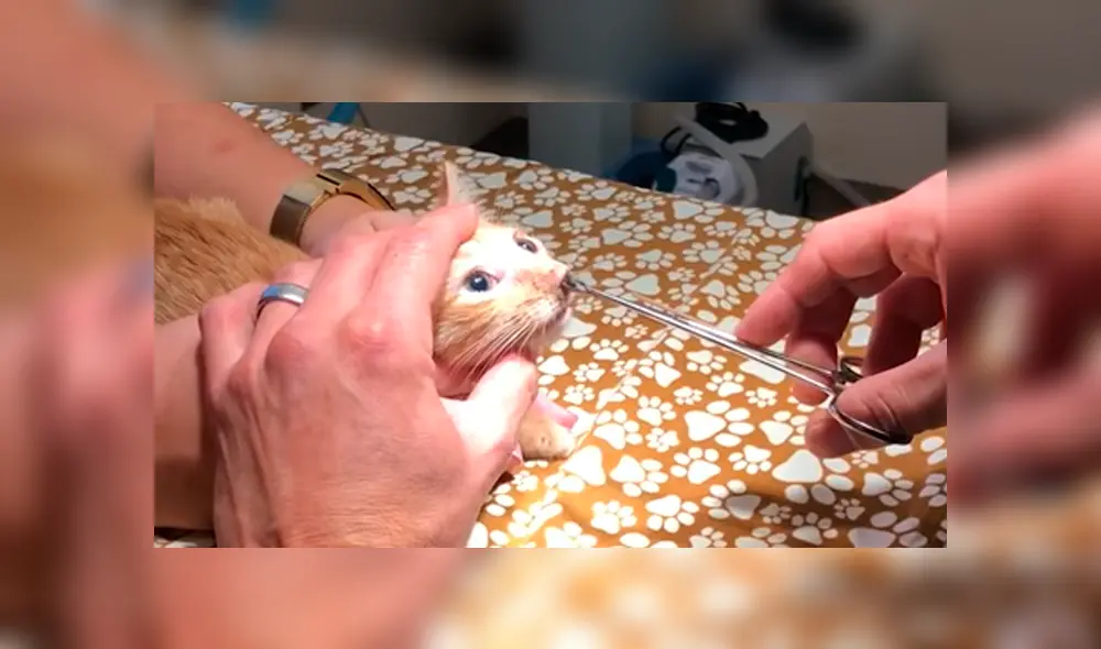 YouTube viral: joven lleva a su gato al veterinario y le extraen enorme parásito que vivía en su nariz