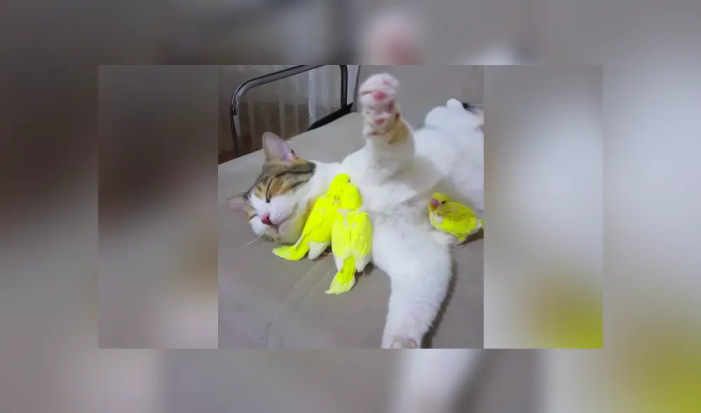 Desliza a la izquierda para conocer más sobre este nuevo video viral de Facebook. Foto: Captura.