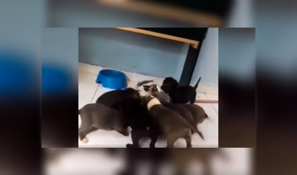 Desliza las imágenes para conocer el terrible comportamiento de unos pequeños perros al atacar a un gato. Foto: Clarín.