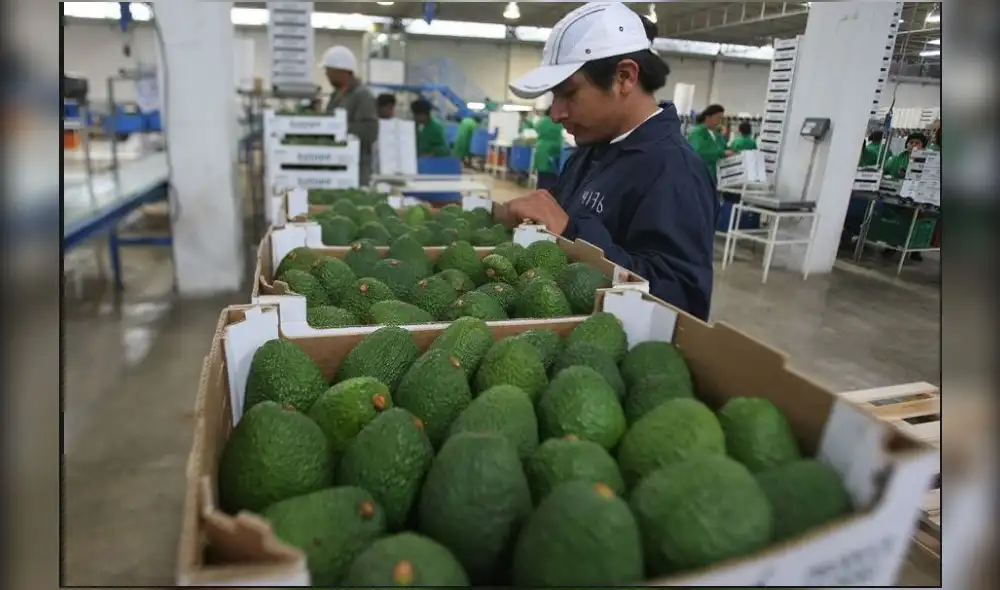 Perú se ubica como el segundo exportador de paltas del mundo 