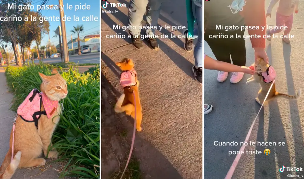 Los transeúntes no se resistieron a caer en las garras de la tierna peludita. Foto: composición LR/captura de TikTok/@Katra_lv