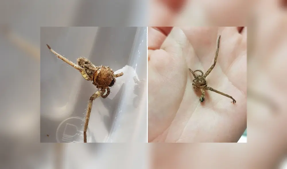 La joven rescató a la araña y la ayudó hasta que le crecieran las patas nuevamente. Foto: Facebook
