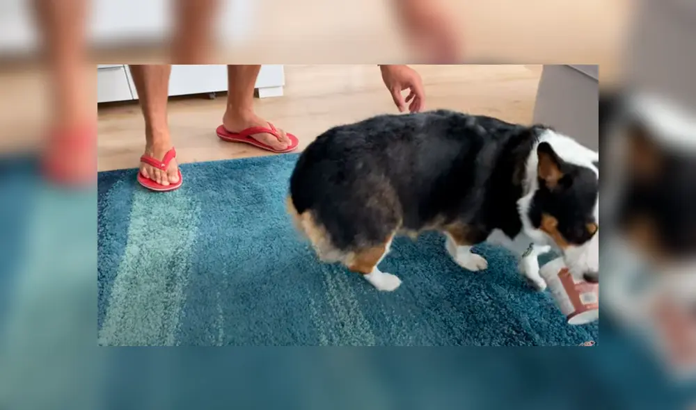Video es viral en TikTok. Sus dueños le dieron un pote de helado y el can hizo de todo para impedir que se lo quiten. Fotocaptura: YouTube