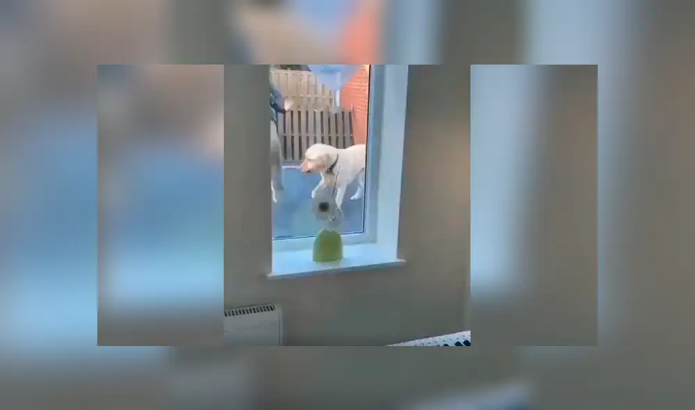 Desliza las imágenes para descubrir la travesura que cometieron un perro junto a un niño en la ausencia de su dueña. Desliza las imágenes para descubrir la travesura que cometieron un perro junto a un niño en la ausencia de su dueña.