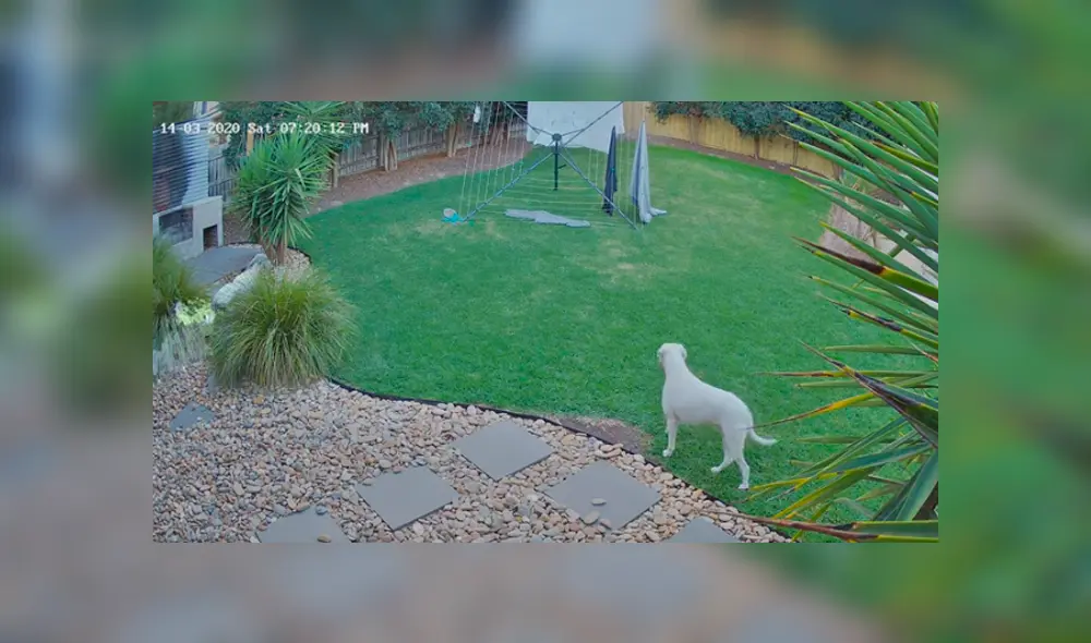 Desliza hacia la izquierda para ver lo que hicieron los perros. Imágenes del video viral de YouTube.