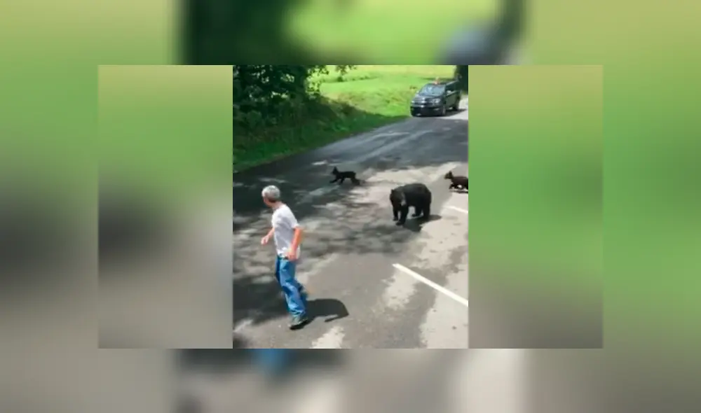 Hombre se acerca a osos bebés, llega su madre y lo pone en su sitio [VIDEO] 