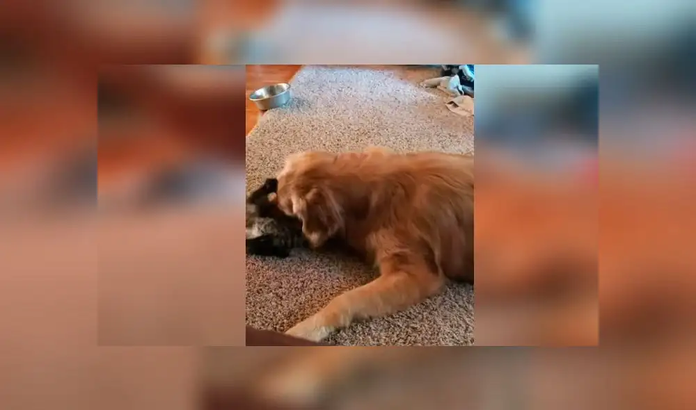 Desliza las imágenes para ver la tierna escena que protagonizó un pequeño gato y un perro cuando nadie los podía ver. Foto: ViralHog