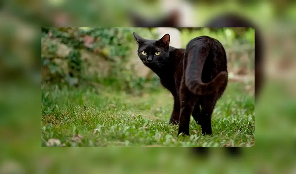 Los gatos negros son convertirlos en pastas para la cura del coronavirus. Los gatos negros son convertirlos en pastas para la cura del coronavirus.