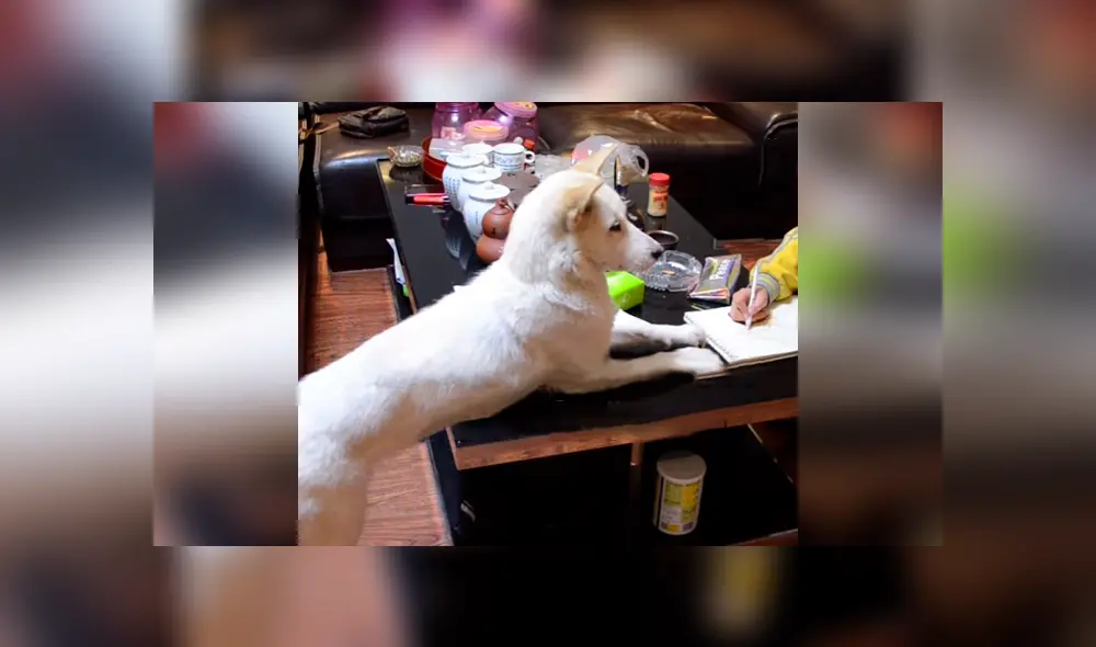 Desliza las imágenes hacia la izquierda para conocer el comportamiento de un perro para vigilar a su dueña. Foto: Captura.