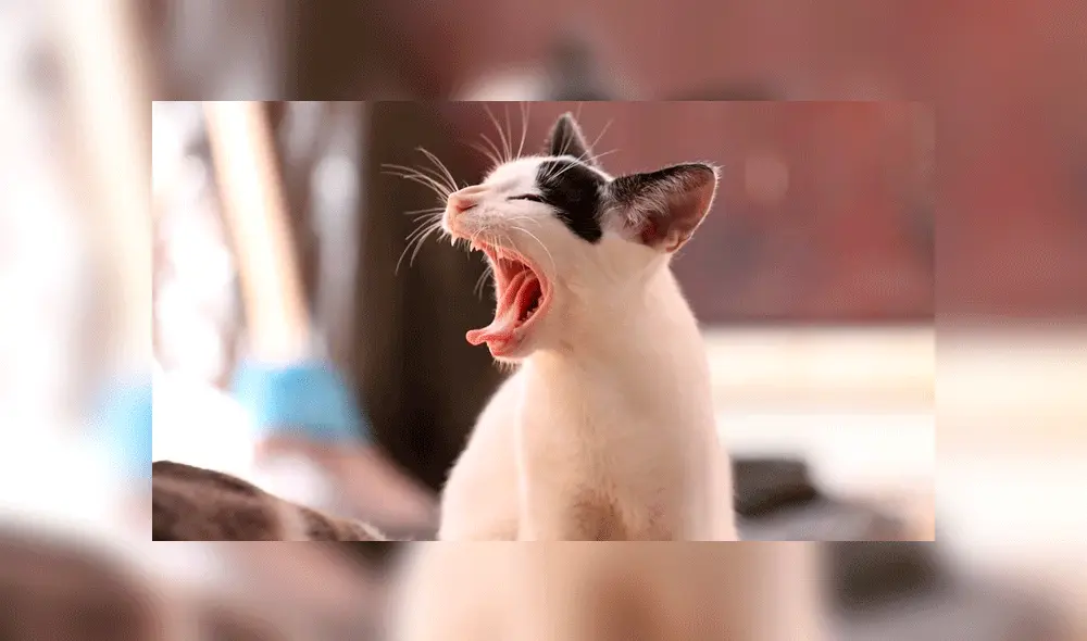 El felino mostraba comportamientos agresivos antes de su muerte. Foto: Pixabay.