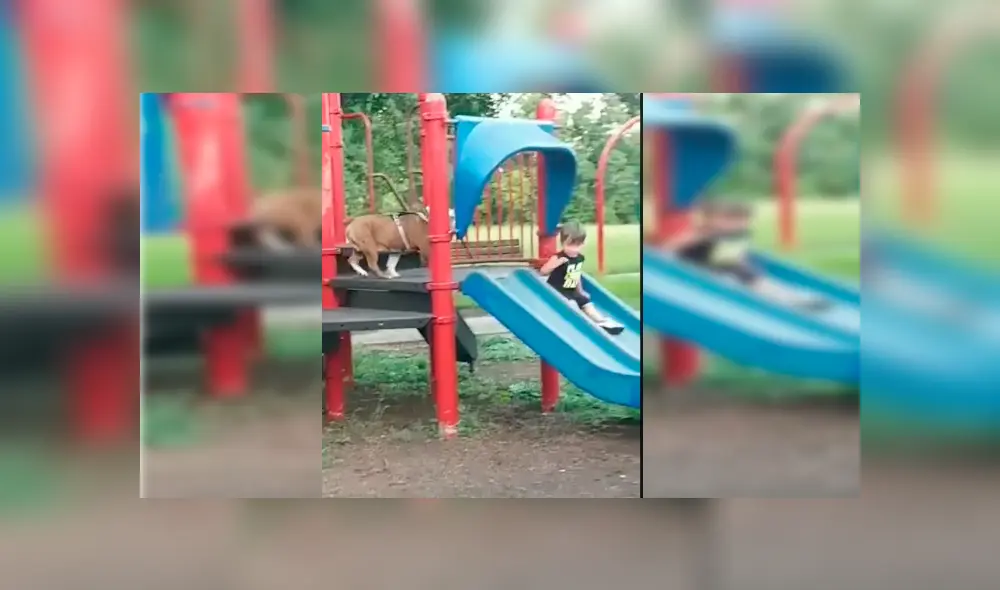 El can siguió al pequeño hasta su juego favorito y trató de llamar su atención con singular maniobra El can siguió al pequeño hasta su juego favorito y trató de llamar su atención con singular maniobra