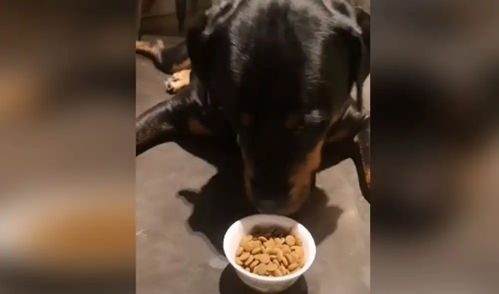 Desliza hacia la izquierda para ver más imágenes del singular comportamiento que tuvo este can al ver que su dueña le dio una comida que no le gustaba. (Foto: captura / TikTok)