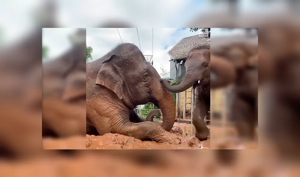 En YouTube, una mamá elefante fue captada en el preciso momento que protagonizó junto a su cría.