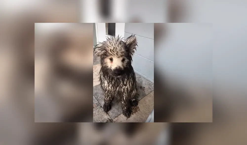 Desliza las imágenes hacia la izquierda para conocer la travesura que hicieron unos perros en la ausencia de su dueño.