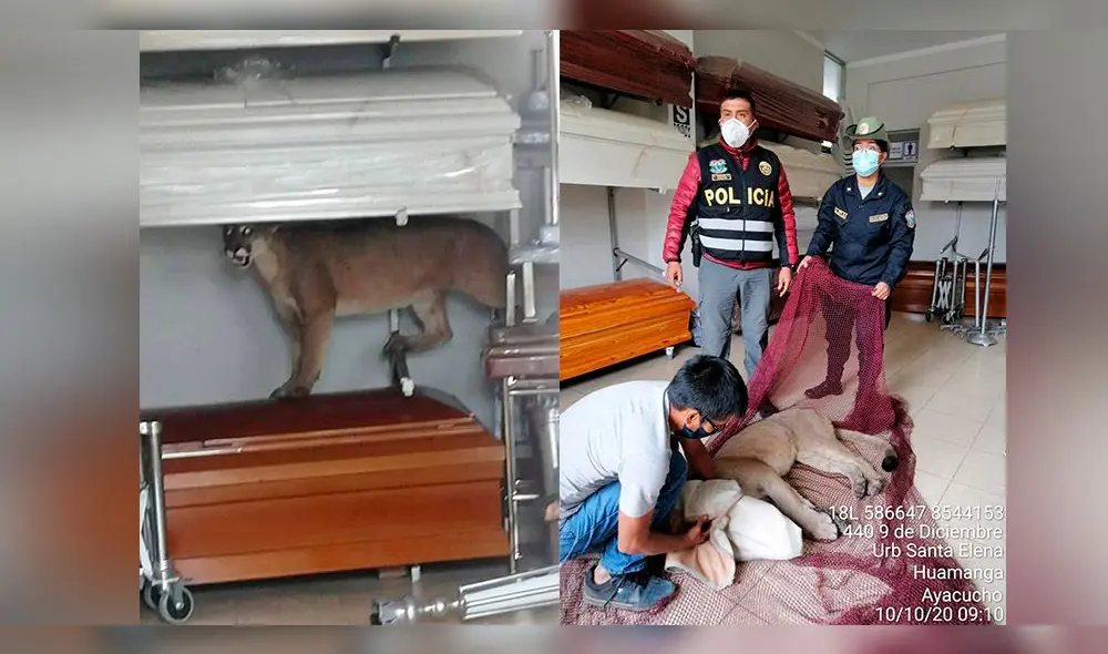 Con ayuda de sedantes, policía logró capturar al felino. Foto: Impacto Policial.