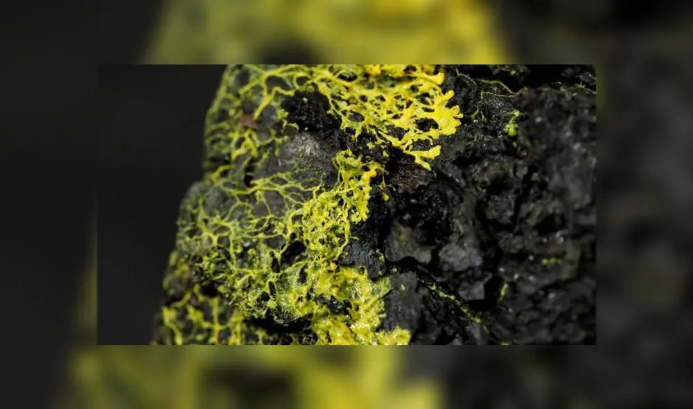 La extraña criatura que posee 720 sexos, puede regenerarse y aprender pese a no tener cerebro [FOTOS]