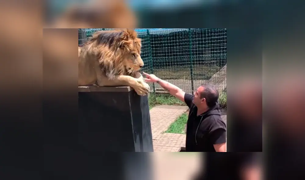 Desliza hacia la izquierda para ver el encuentro del felino con el cuidador que se hicieron viral en Facebook. Desliza hacia la izquierda para ver el encuentro del felino con el cuidador que se hicieron viral en Facebook.