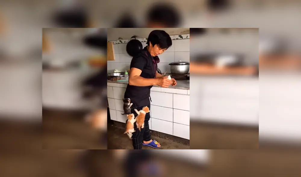 En Facebook, unos gatos hambrientos se subieron encima de su dueña para ‘exigir’ sus alimentos. En Facebook, unos gatos hambrientos se subieron encima de su dueña para ‘exigir’ sus alimentos.