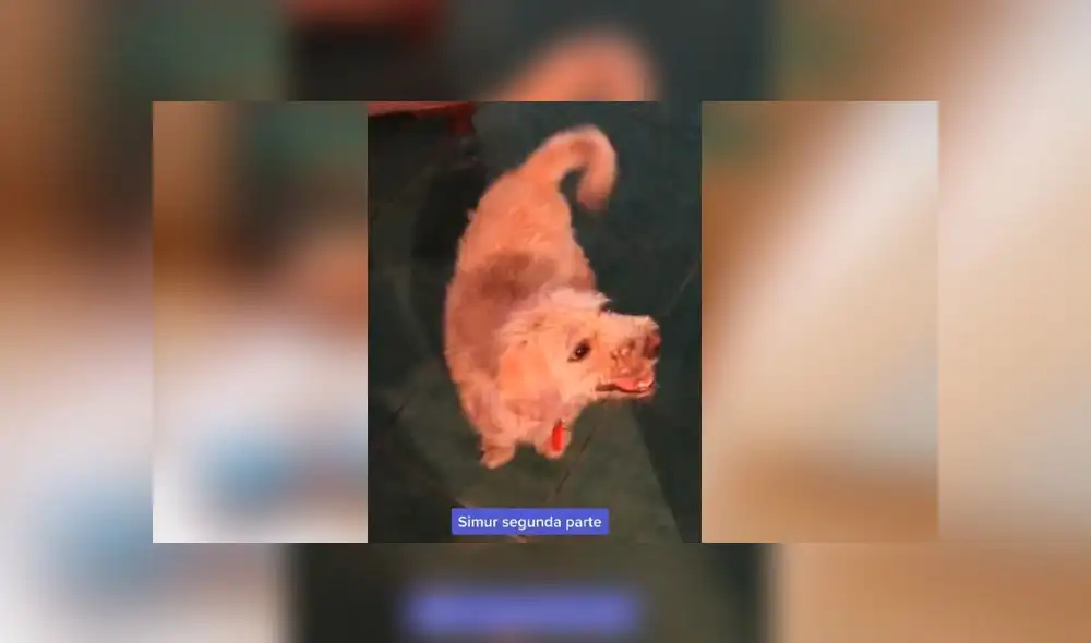 Desliza las imágenes para ver la radical transformación que experimentó este perrito que fue encontrado con serias quemaduras en su piel. Foto: Mishelle Aviles/ Tiktok