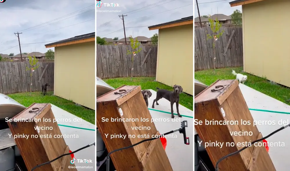 Las imágenes captaron la atención de más de un millón de usuarios. Foto: composición LR/captura de TikTok/@Leoelmamalon Las imágenes captaron la atención de más de un millón de usuarios. Foto: composición LR/captura de TikTok/@Leoelmamalon