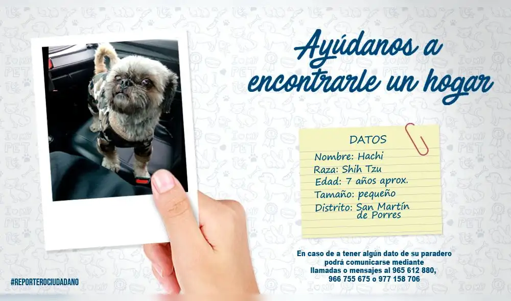 Ofrecen recompensa por mascota desaparecida