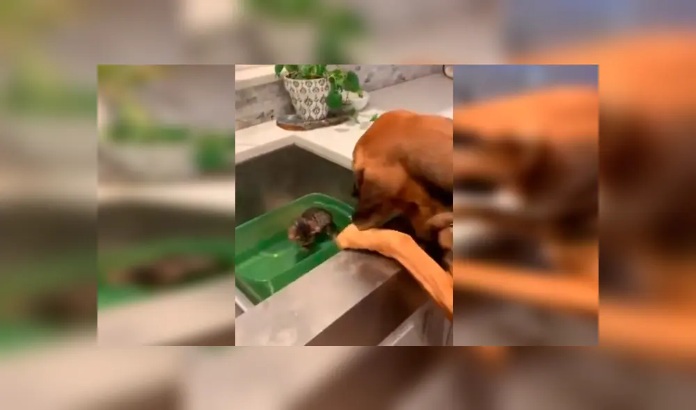 En YouTube, un perro se emocionó al conocer su ‘nuevo amigo’ que adoptó su dueño en un albergue. En YouTube, un perro se emocionó al conocer su ‘nuevo amigo’ que adoptó su dueño en un albergue.