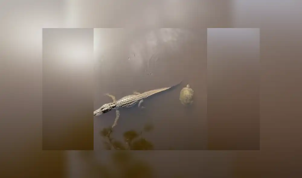 Desliza hacia la izquierda para ver las imágenes del viral de YouTube. Foto: Captura. Desliza hacia la izquierda para ver las imágenes del viral de YouTube. Foto: Captura.