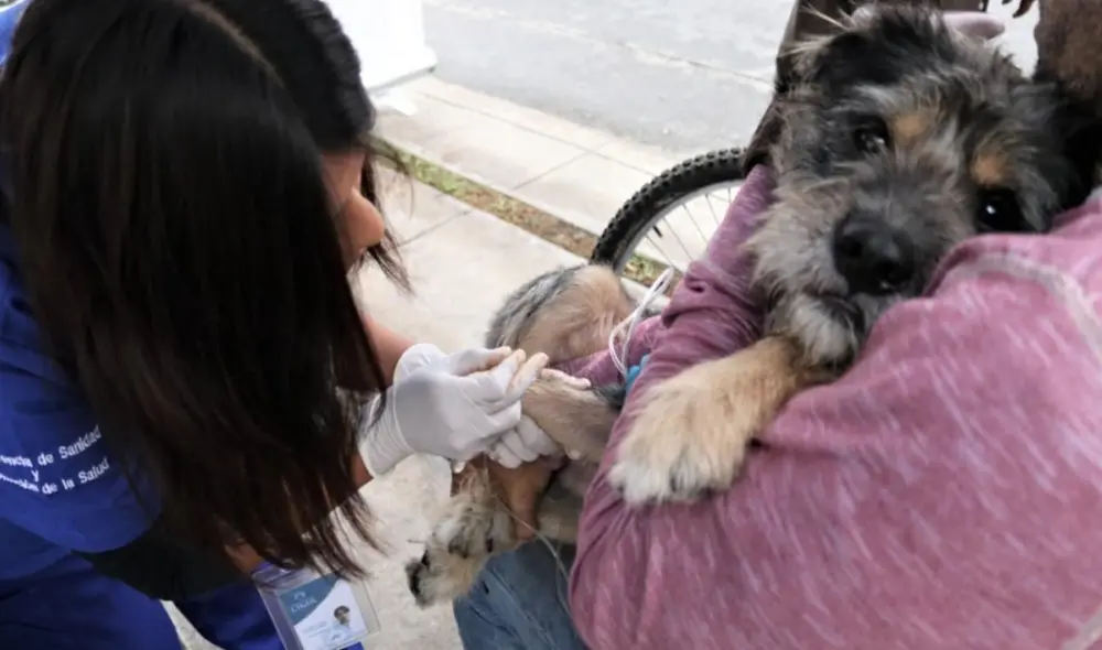 Los canes llevados a vacunarse no deben presentar fiebre ni tener menos de tres meses de vida. Foto: Municipalidad de Lima
