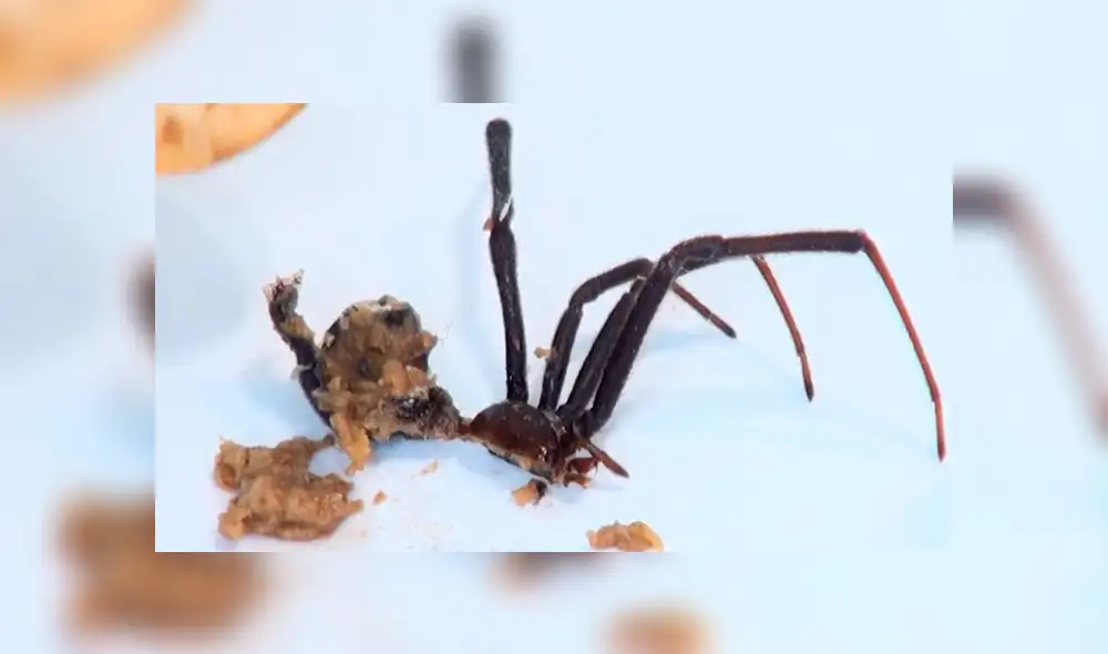 YouTube: Parten a una viuda negra a la mitad y en su interior encuentran algo espeluznante [VIDEO] 