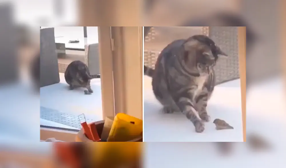 Desliza las imágenes hacia la izquierda para observar el incidente que protagonizó un gato junto a una pequeña ave. Desliza las imágenes hacia la izquierda para observar el incidente que protagonizó un gato junto a una pequeña ave.