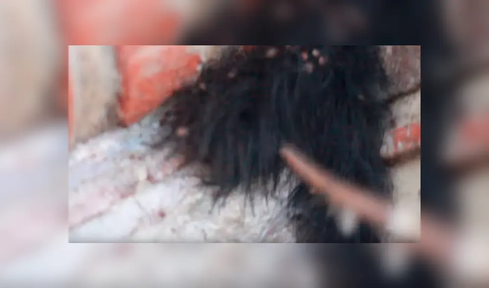 YouTube viral: Encuentra extraña bola de pelos, pero queda perplejo al ver cientos de peligrosas criaturas [VIDEO] 