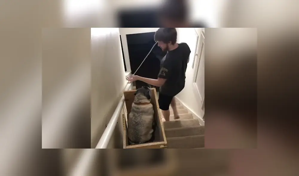 Una mujer decidió construir un salvaescalera para que sus perros puedan transportarse con facilidad. Foto: YouTube