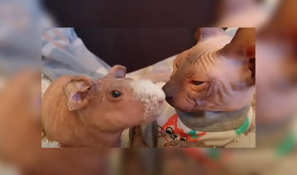 Cuy sin pelo es es adoptado por familia de gatos egipcios