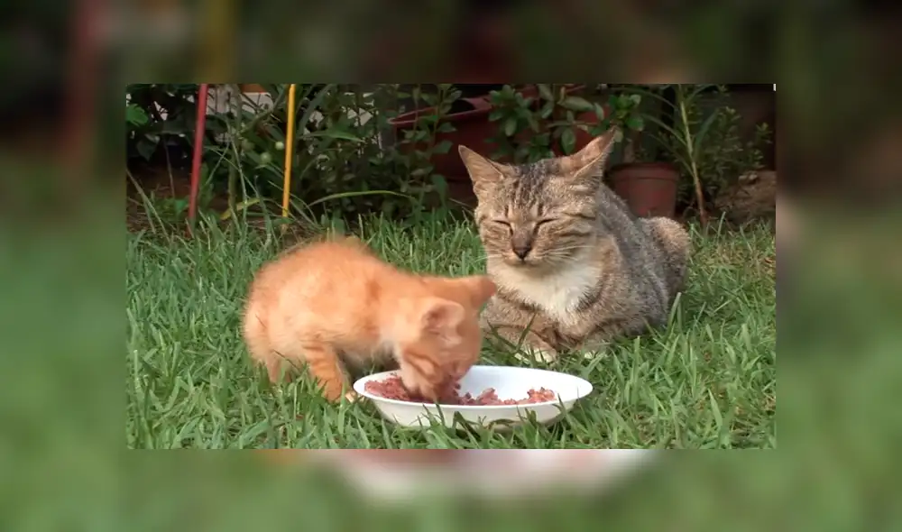 YouTube viral: Gatito ciego es rescatado por un 'ángel' y sufre radical cambio que enternece al mundo [VIDEO]