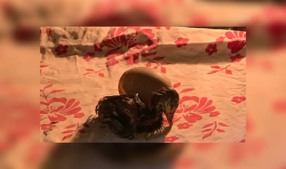 Desliza las imágenes para ver más detalles de esta asombrosa historia que es viral en Facebook. Desliza las imágenes para ver más detalles de esta asombrosa historia que es viral en Facebook.