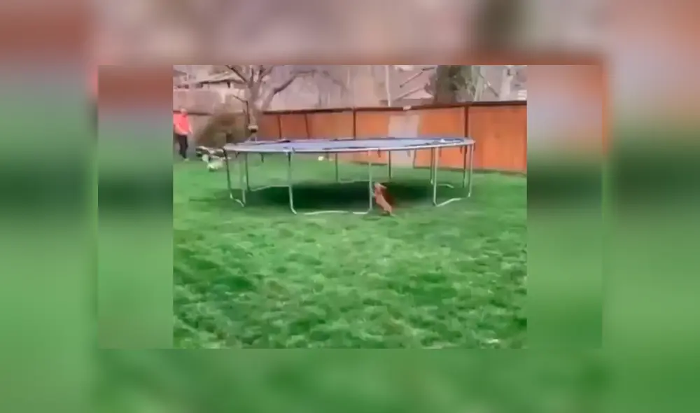 Desliza las imágenes hacia la izquierda para observar la emoción de un perro por jugar en un trampolín.