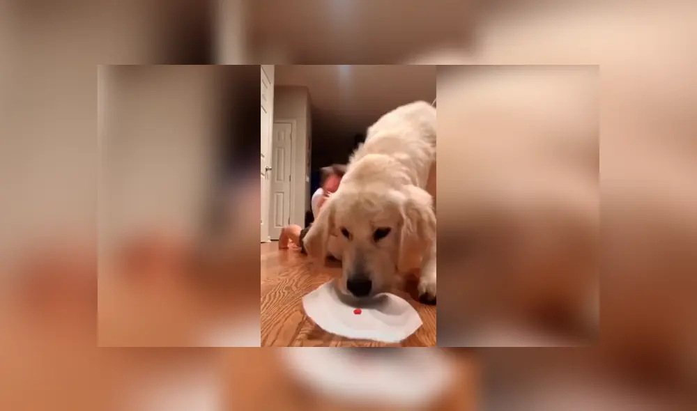 Desliza las imágenes para apreciar la travesura que cometió un perro al interrumpir la competencia de sus dueños. Foto: Captura.