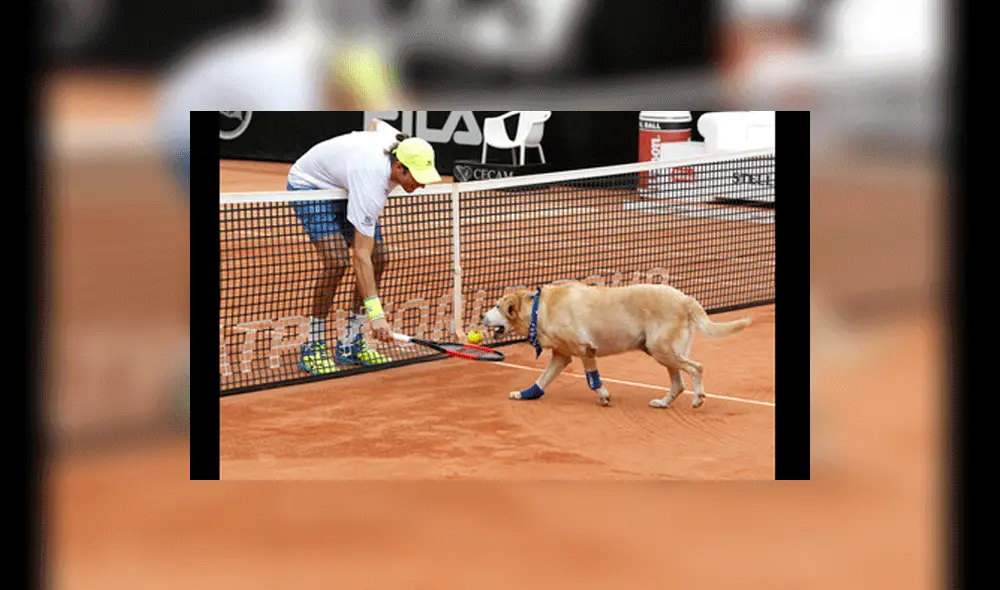 Brasil: perros abandonados son los nuevos recogebolas de Tenis | VIDEO | FOTOS Brasil: perros abandonados son los nuevos recogebolas de Tenis | VIDEO | FOTOS