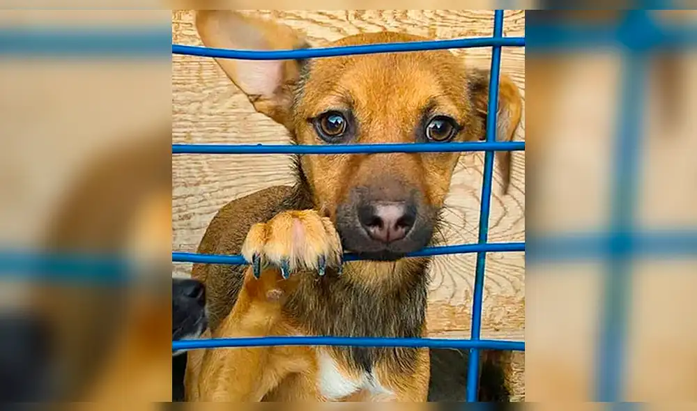 Hincha peruano pide que le envíen a la perrita abandonada que conoció en Rusia