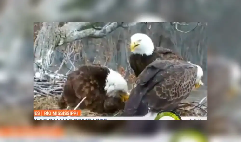 YouTube viral: dos águilas macho y una hembra son captadas cuidando a tres polluelos como una familia [VIDEO]
