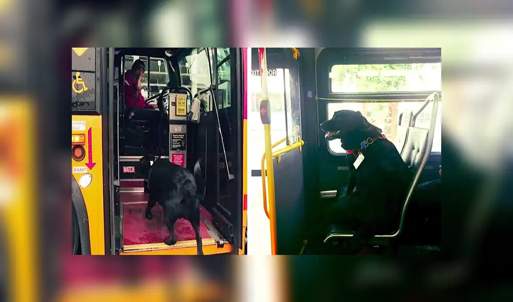 En Facebook, una perrita decidió viajar sin compañía de su dueño para acudir a un parque y jugar.