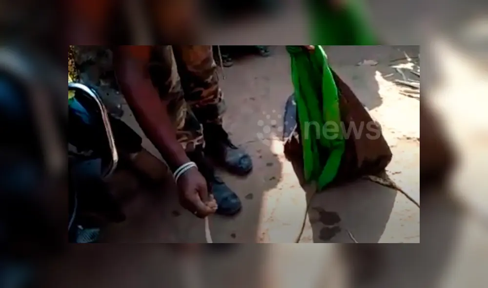 Voraz serpiente engulle a otra y hombre hace lo impensado para impedirlo, pero final es trágico.